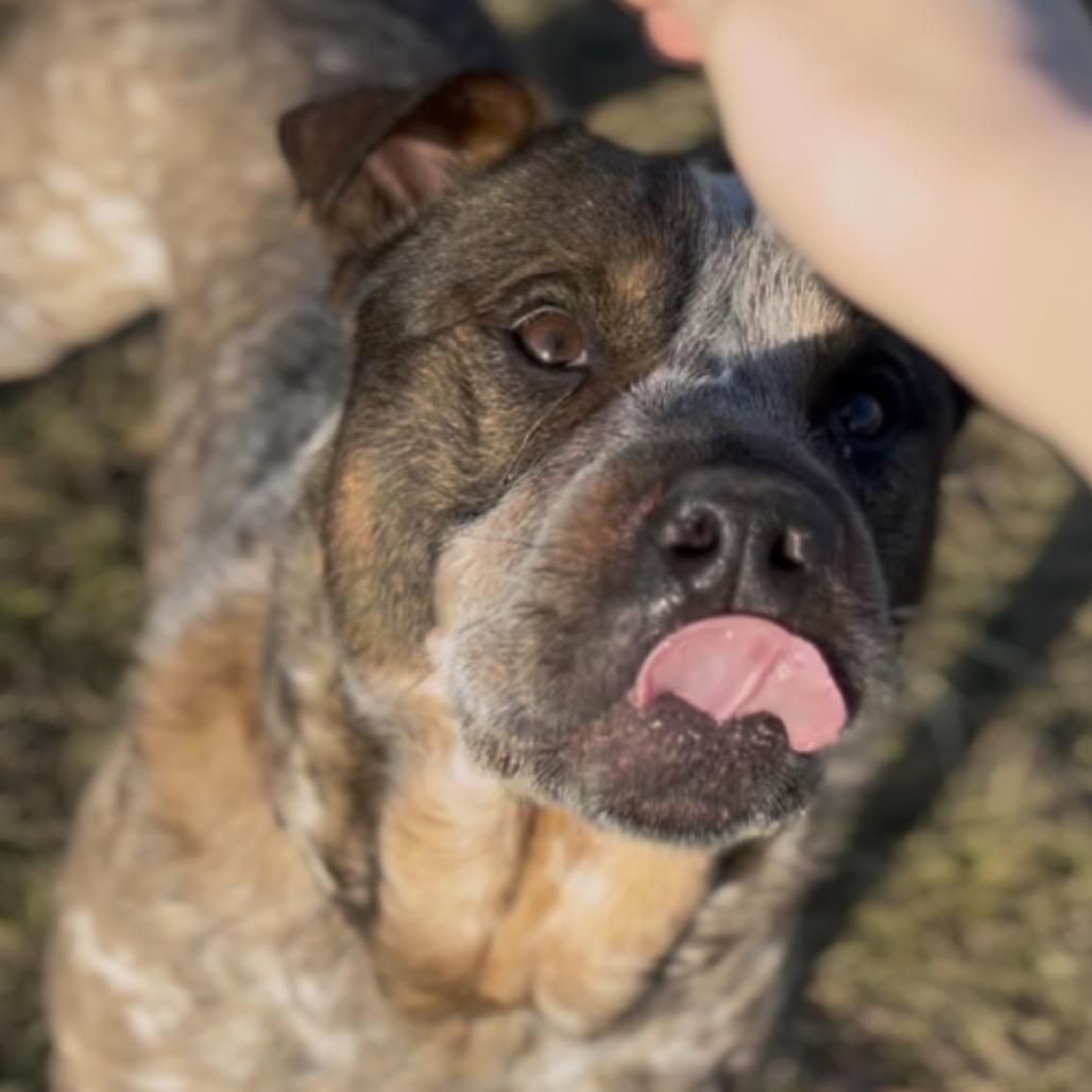 Enlarge Zane, a Adoptable mixed breed in Marysville, OH image 4/6