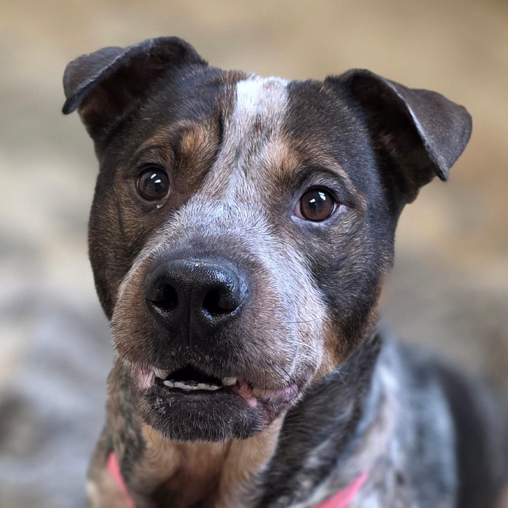 Zane, a Adoptable mixed breed in Marysville, OH image 2/3