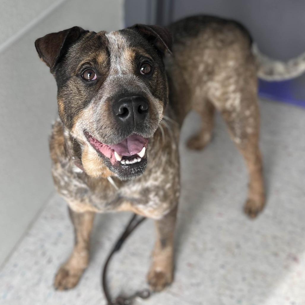 Enlarge Zane, a Adoptable mixed breed in Marysville, OH image 6/6