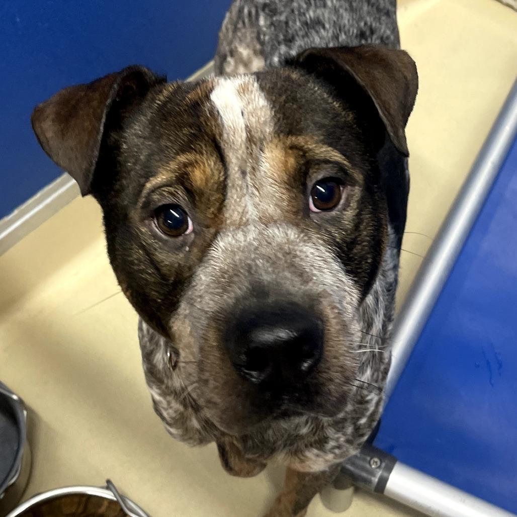 Zane, a Adoptable mixed breed in Marysville, OH image 3/3