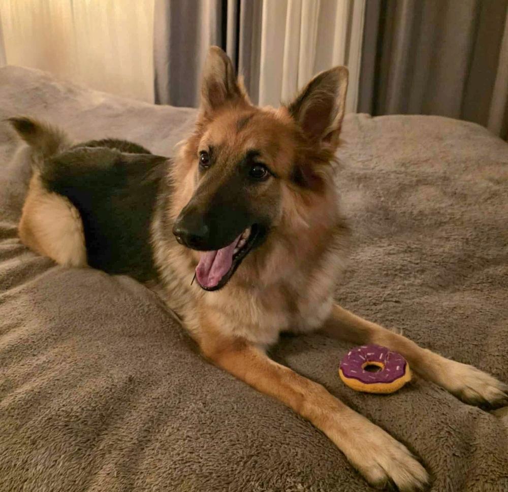 Bluebell, a Adoptable German Shepherd Dog in Brookfield, CT image 1/5