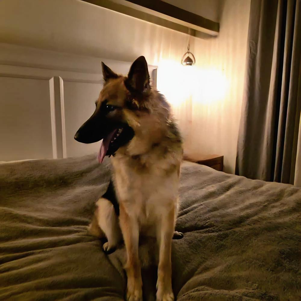 Bluebell, a Adoptable German Shepherd Dog in Brookfield, CT image 3/5