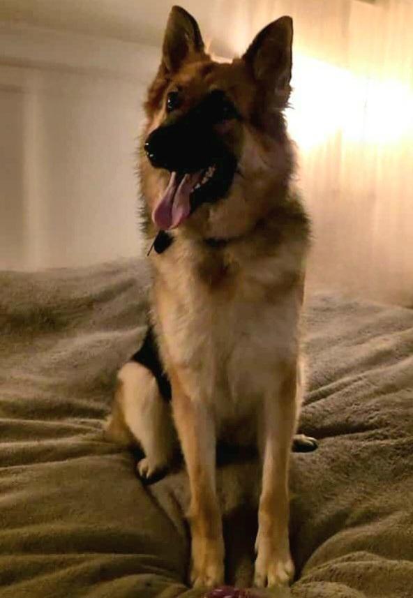 Bluebell, a Adoptable German Shepherd Dog in Brookfield, CT image 4/5