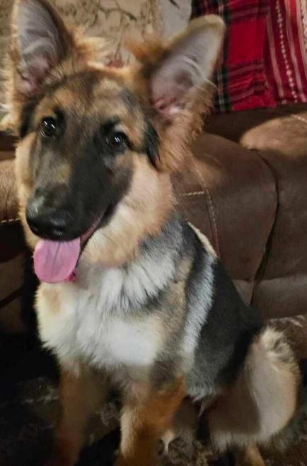 Bluebell, a Adoptable German Shepherd Dog in Brookfield, CT image 5/5