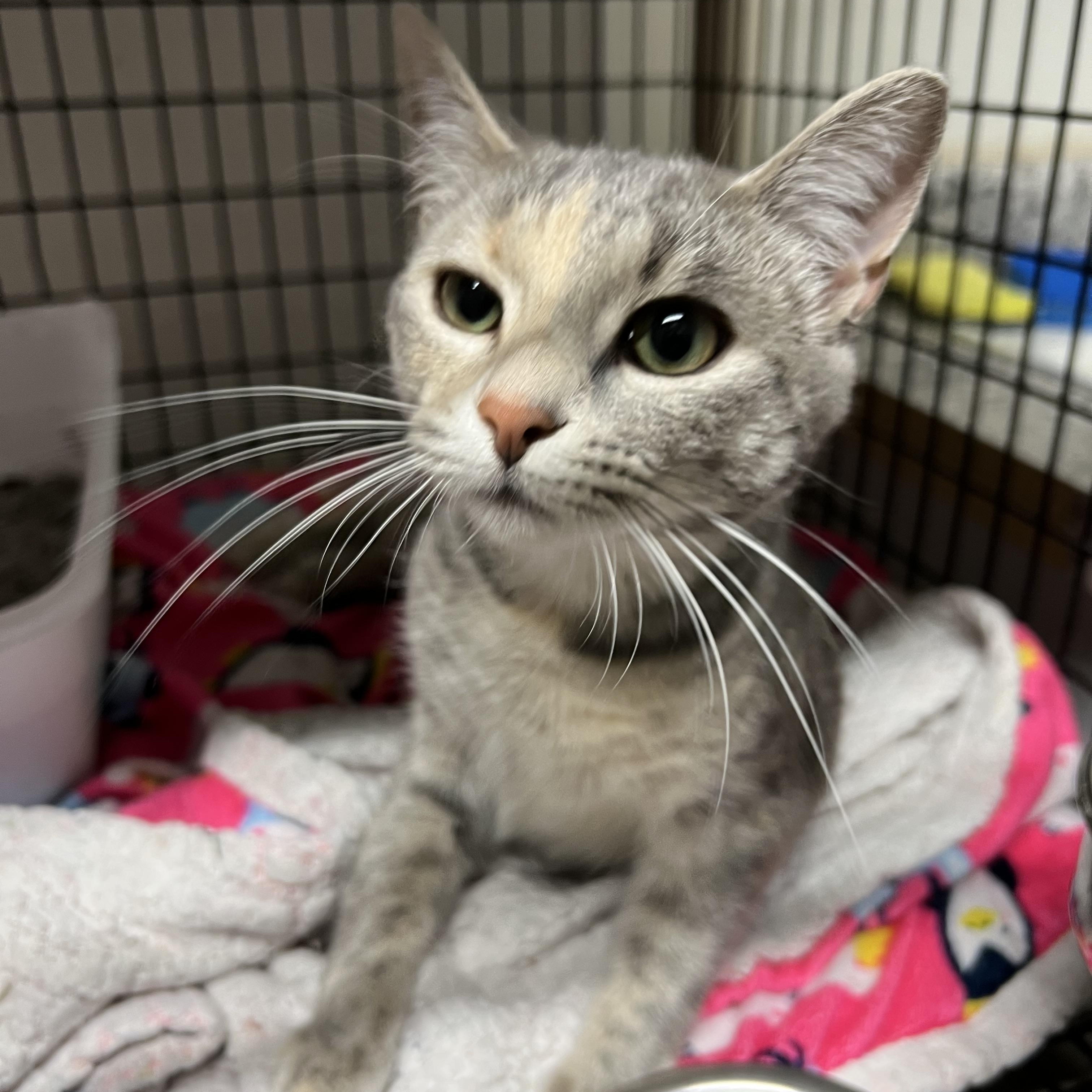 Maribel, Baby Female Domestic Short Hair