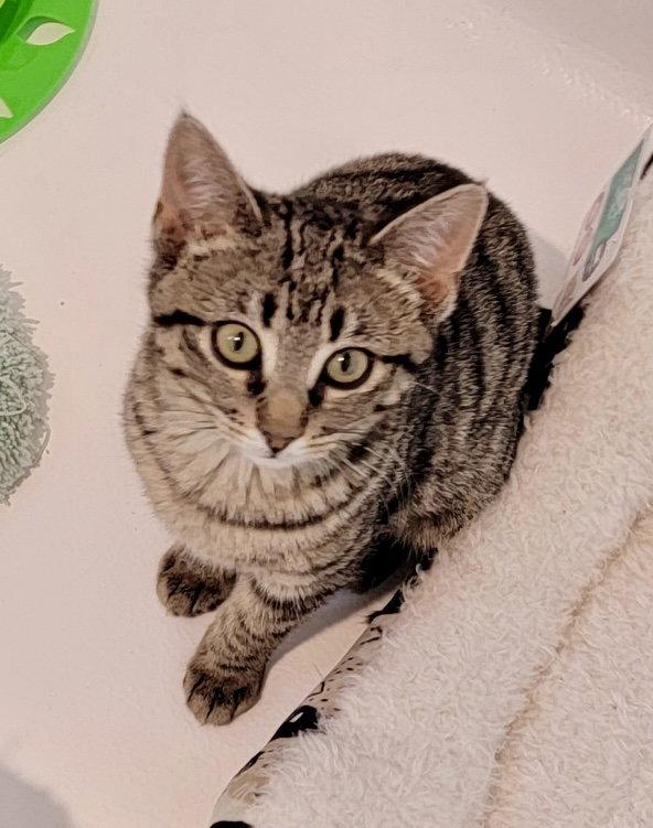 Enlarge Zelda, a Adoptable Domestic Short Hair in Arlington, TX image 1/3