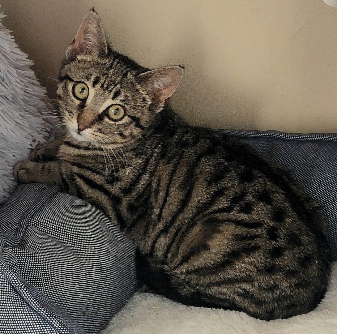 Enlarge Zelda, a Adoptable Domestic Short Hair in Arlington, TX image 2/3