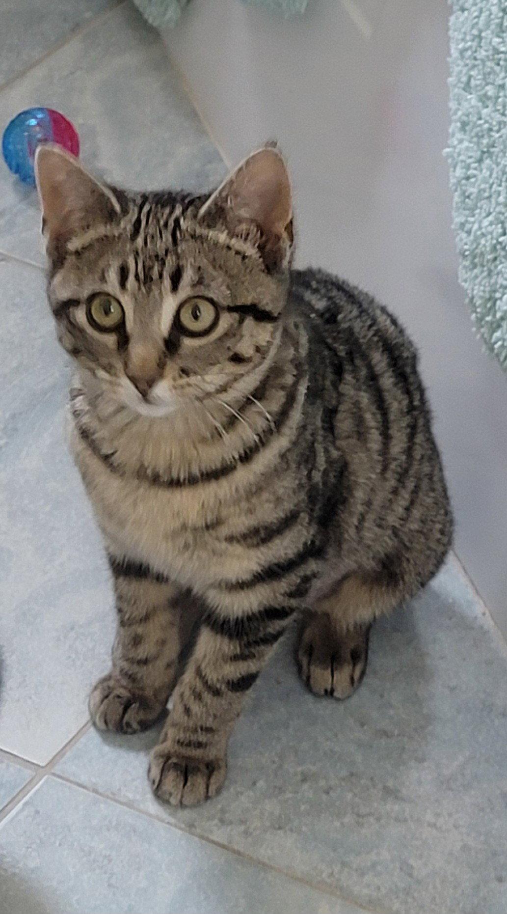 Enlarge Zelda, a Adoptable Domestic Short Hair in Arlington, TX image 3/3