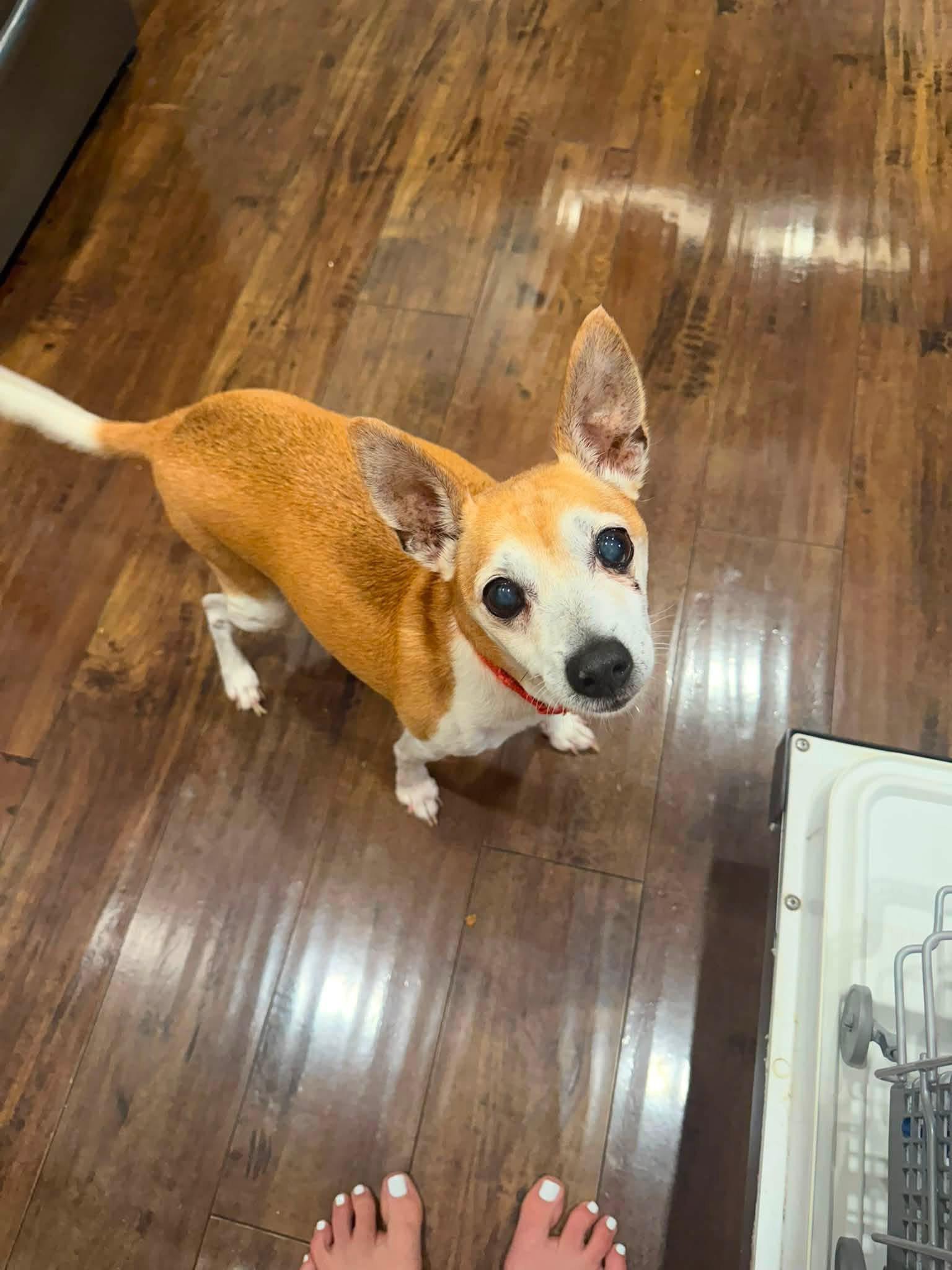 Mikey, ADOPTABLE, Senior Male Chihuahua.