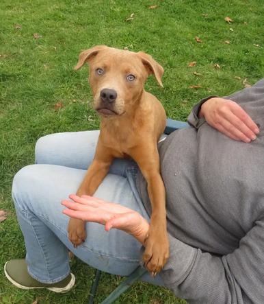 Grumpy, Adoptable, Young Male Labrador Retriever & Terrier.