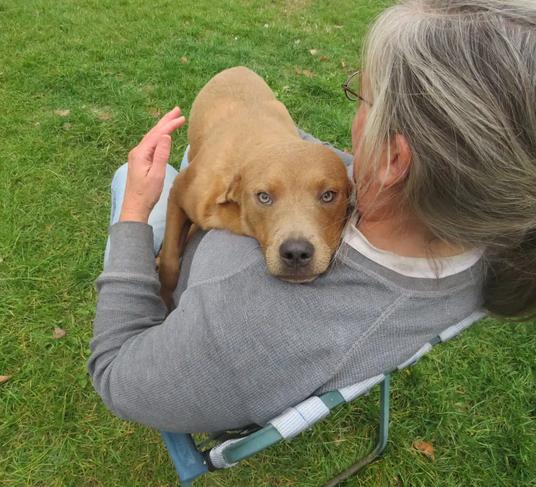 Enlarge Grumpy, a Adoptable mixed breed in Clinton, ME image 5/6