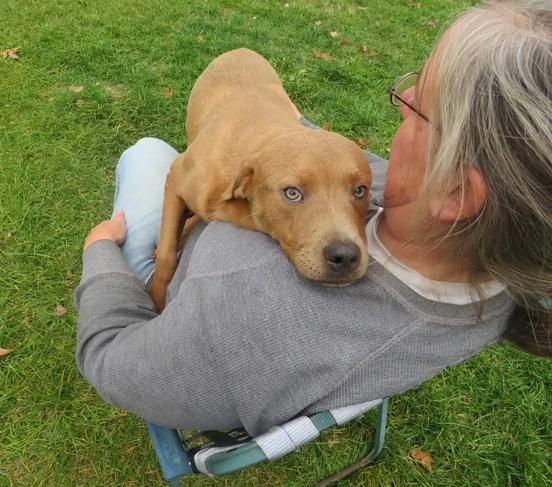 Enlarge Grumpy, a Adoptable mixed breed in Clinton, ME image 2/6