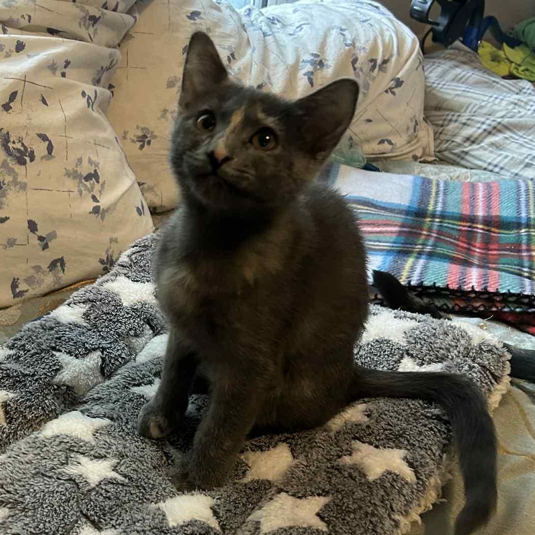 Pixie =^.^=