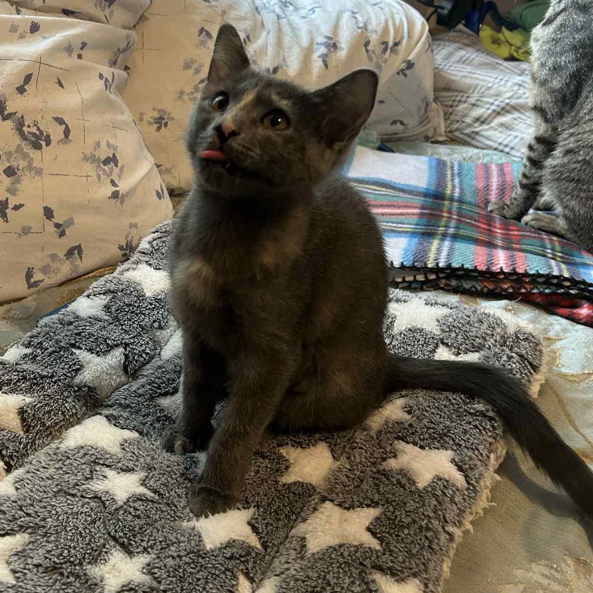 Pixie =^.^=