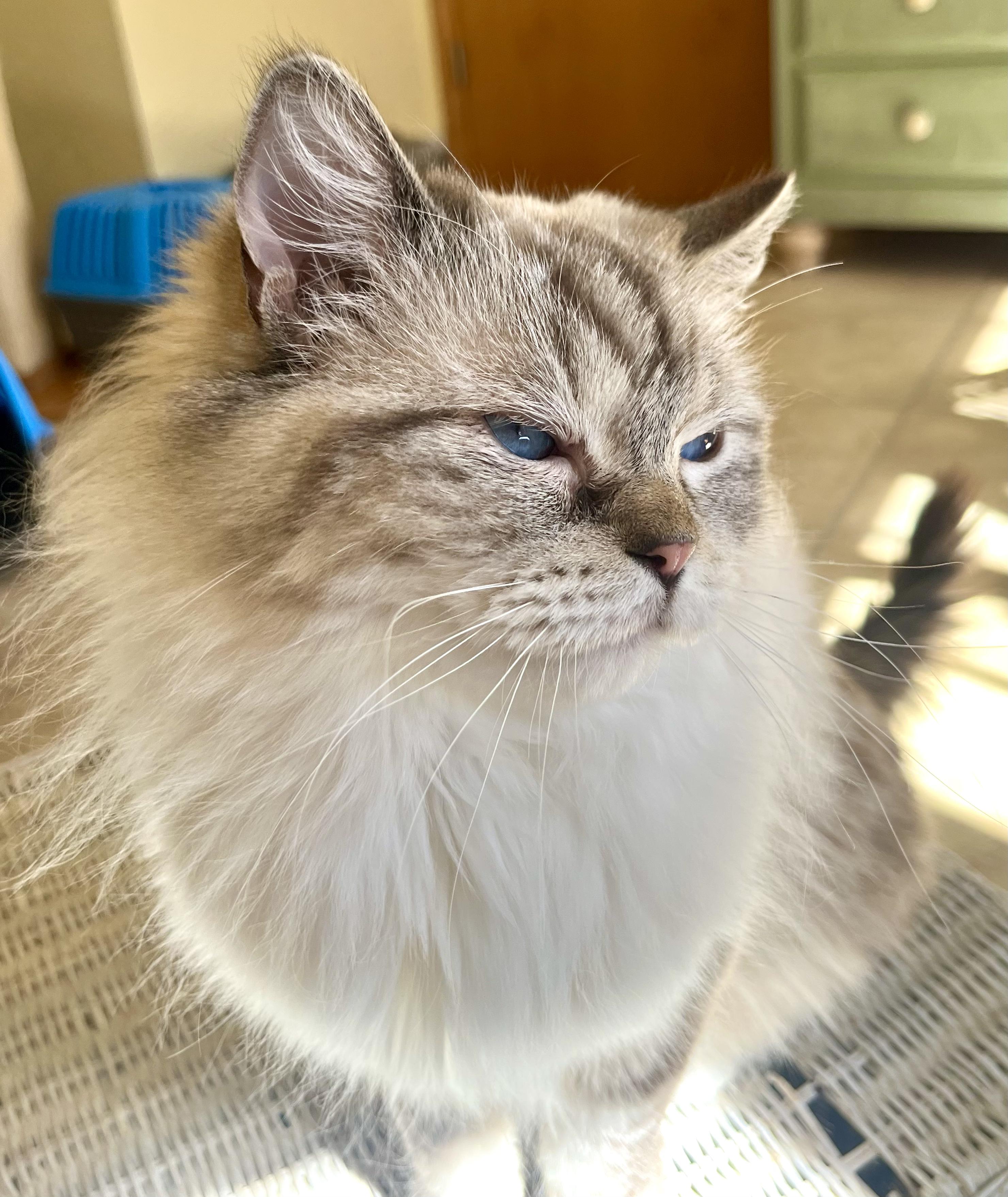 CLAUDETTE, an adopted Ragdoll in OshKosh, WI image 4/5