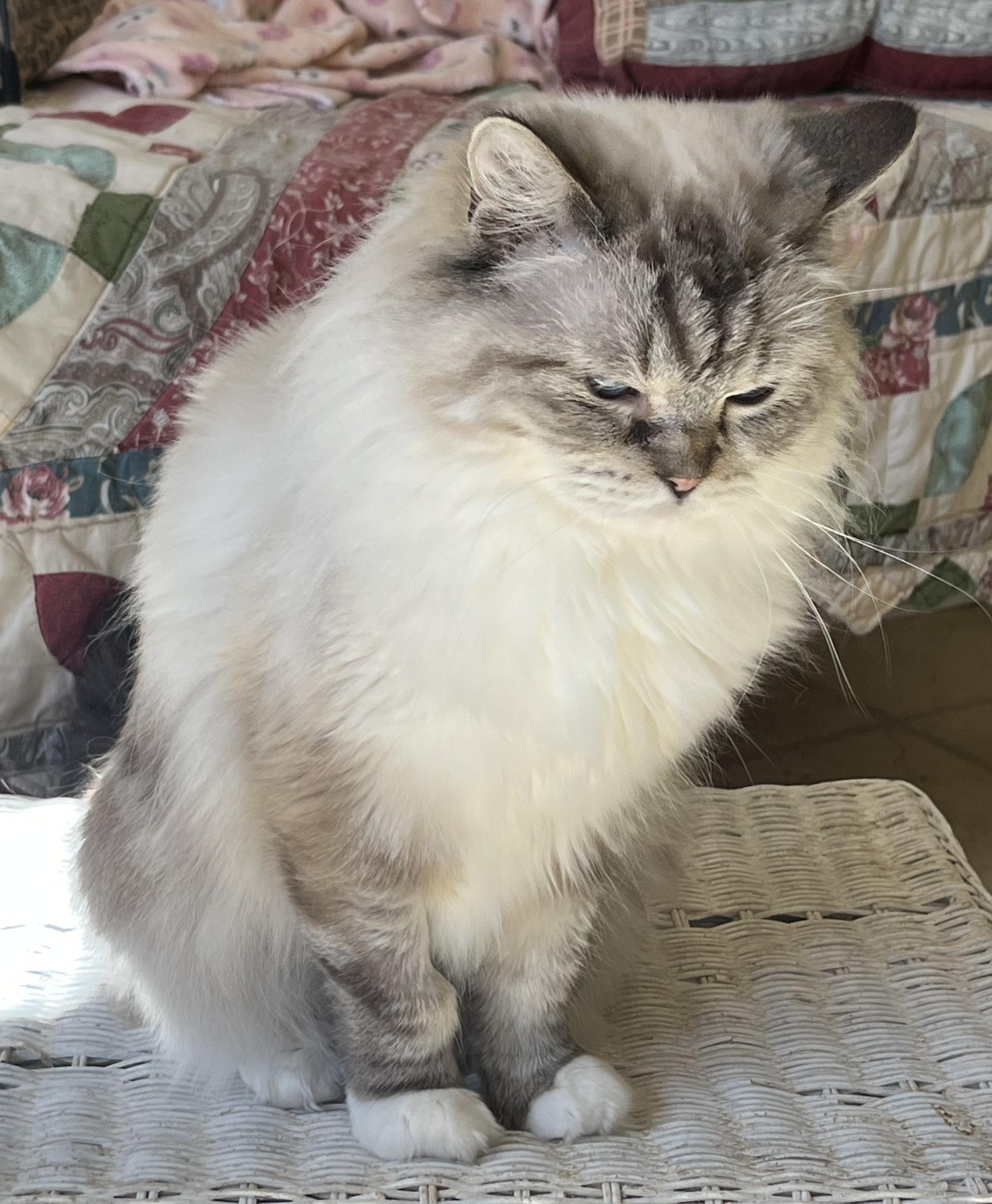 CLAUDETTE, an adopted Ragdoll in OshKosh, WI image 3/5