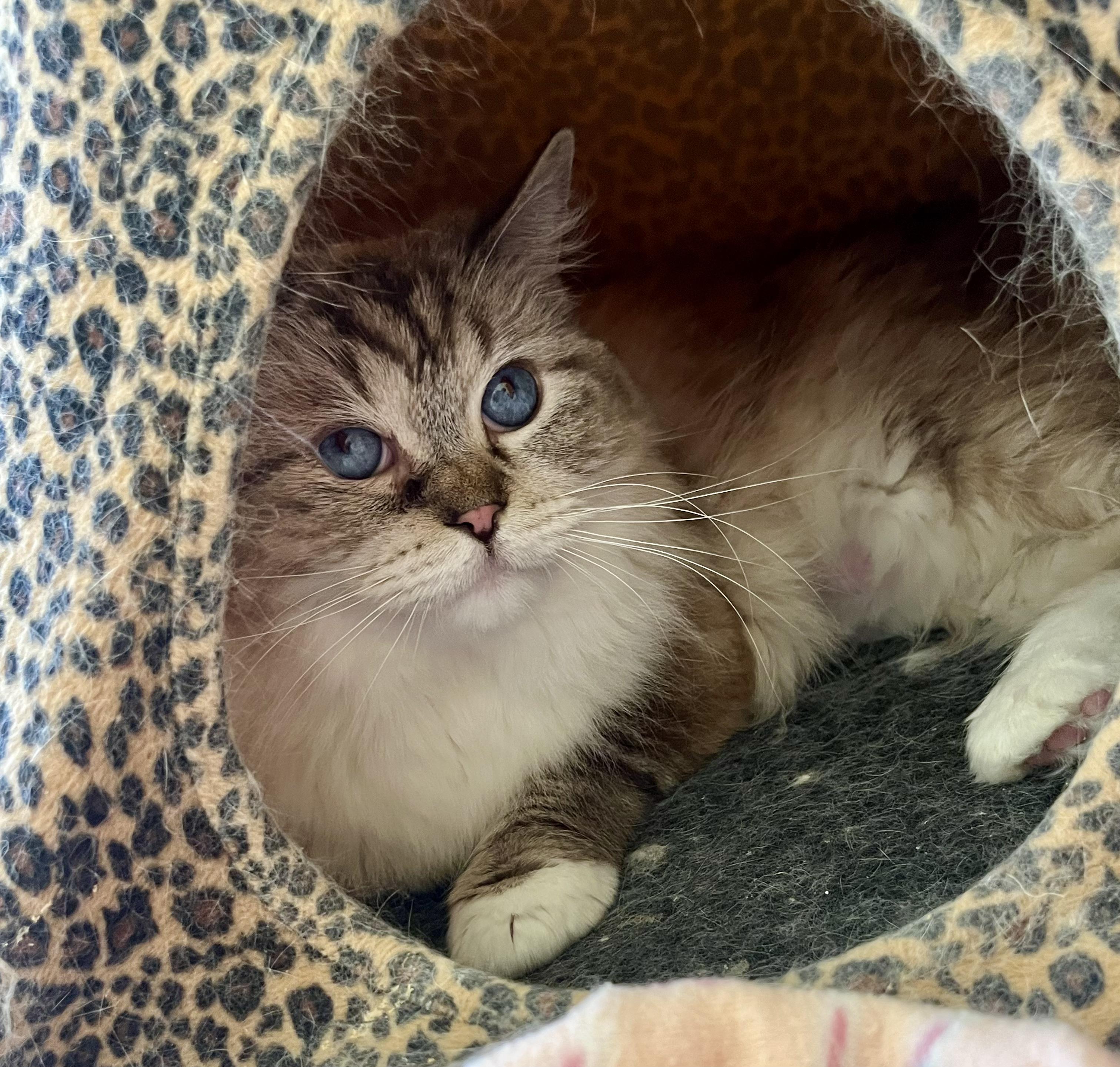 CLAUDETTE, an adopted Ragdoll in OshKosh, WI image 5/5