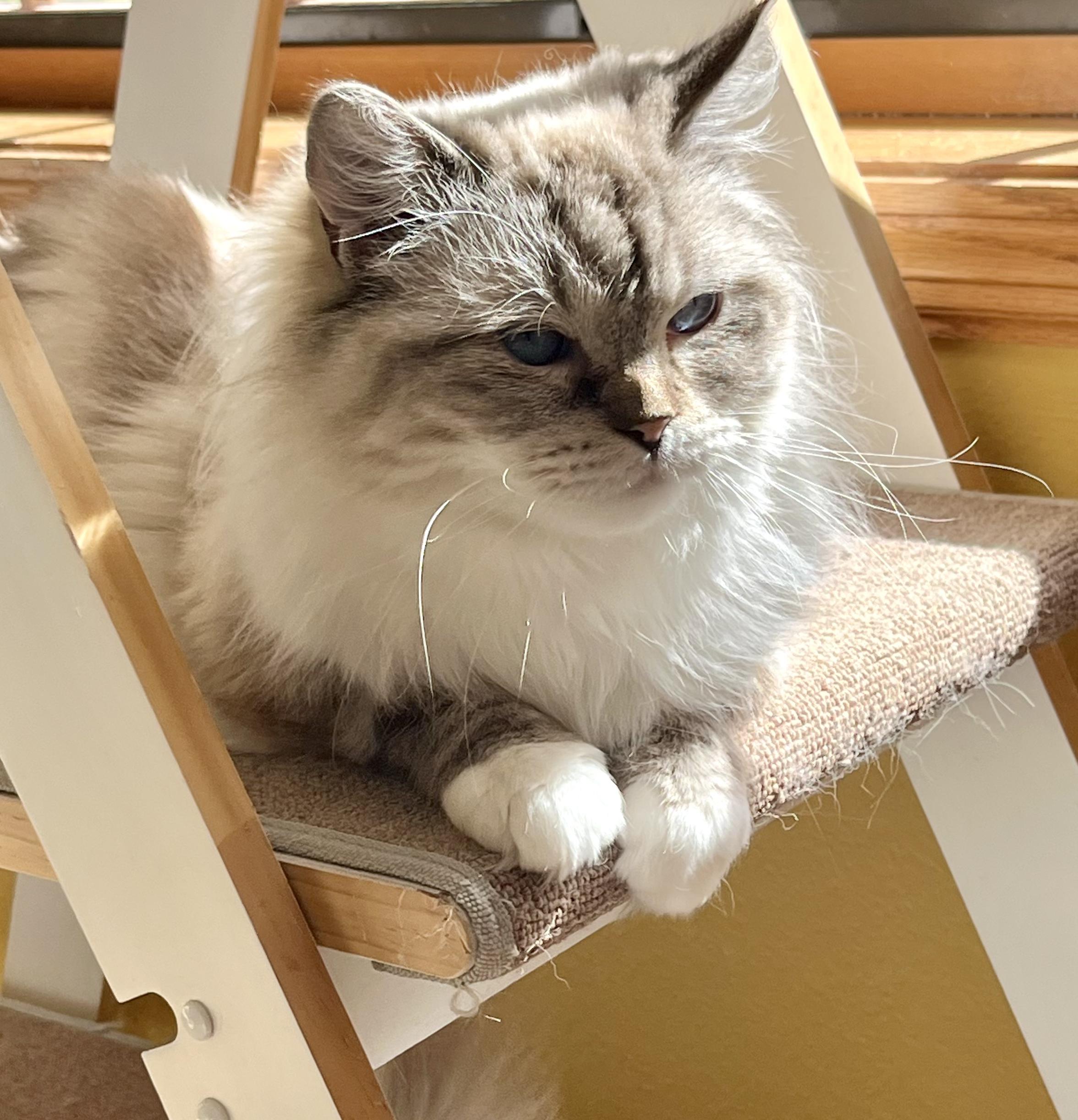CLAUDETTE, an adopted Ragdoll in OshKosh, WI image 2/5