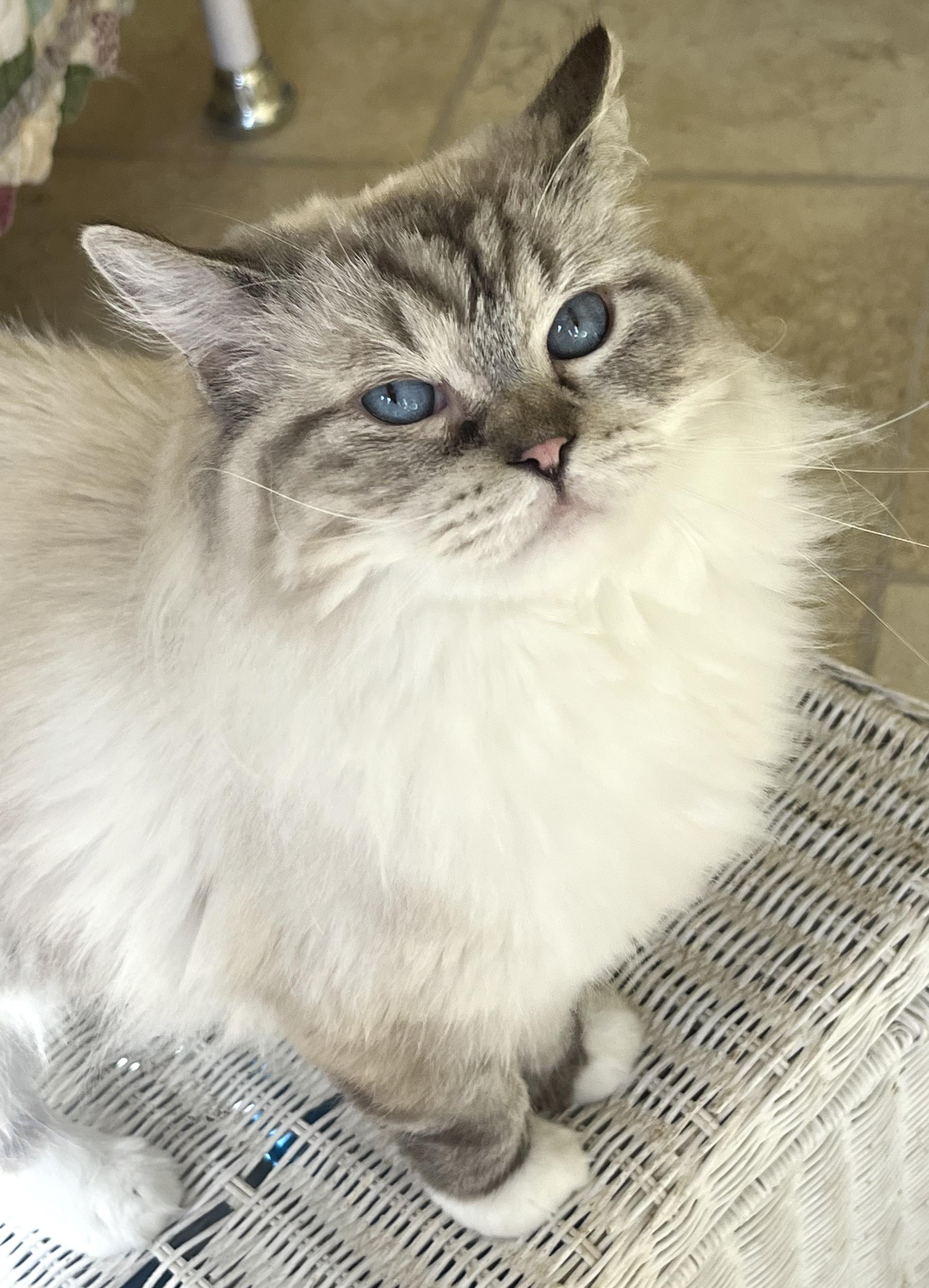 CLAUDETTE, an adopted Ragdoll in OshKosh, WI image 1/5