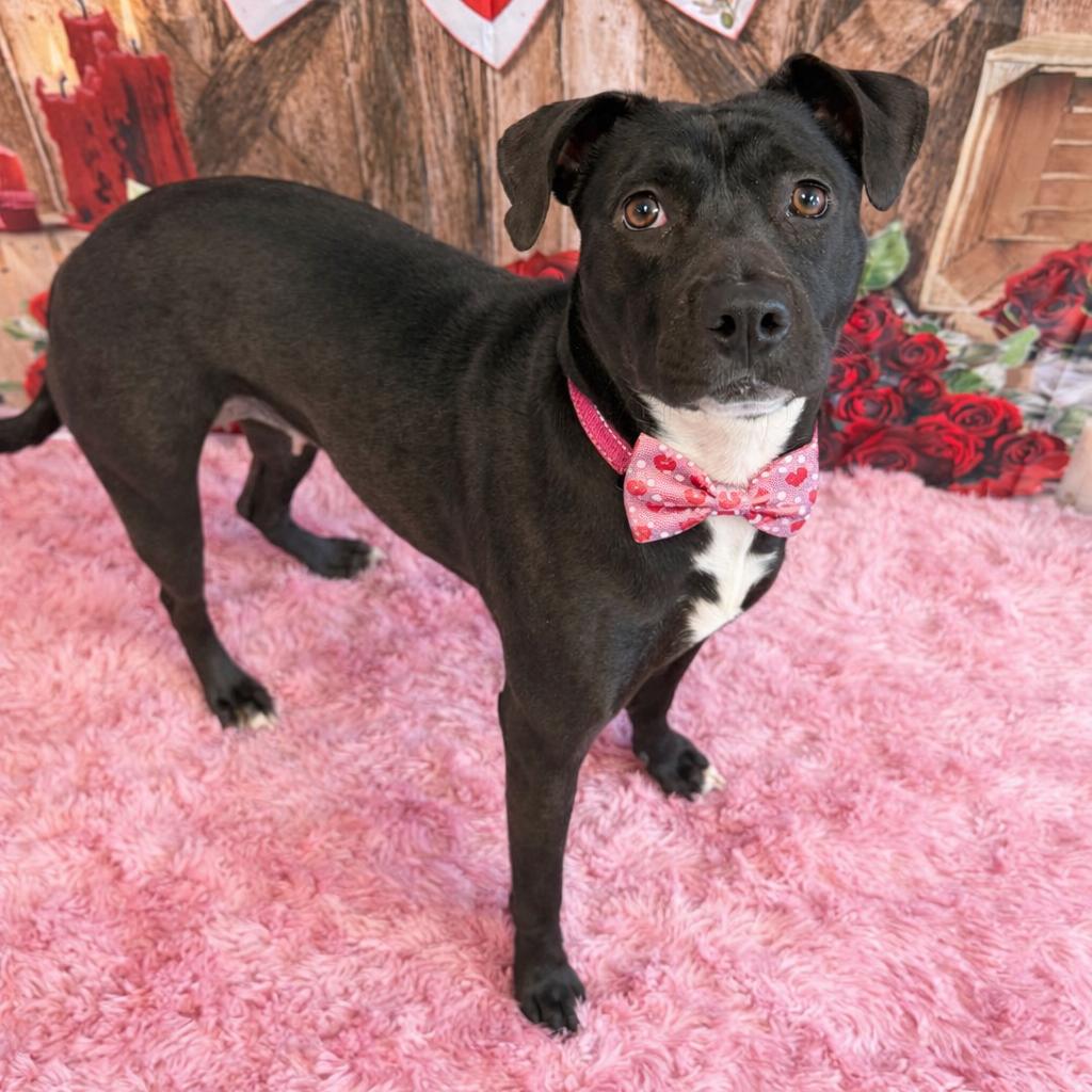 Charlotte, a Adoptable mixed breed in Binghamton, NY image 1/2