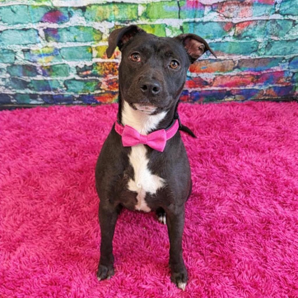 Charlotte — thumbnail 2