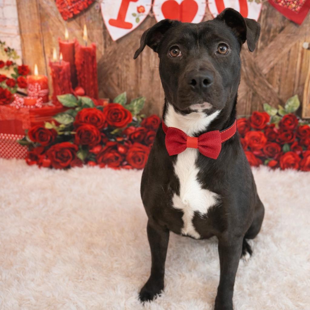 Charlotte, a Adoptable mixed breed in Binghamton, NY image 2/2