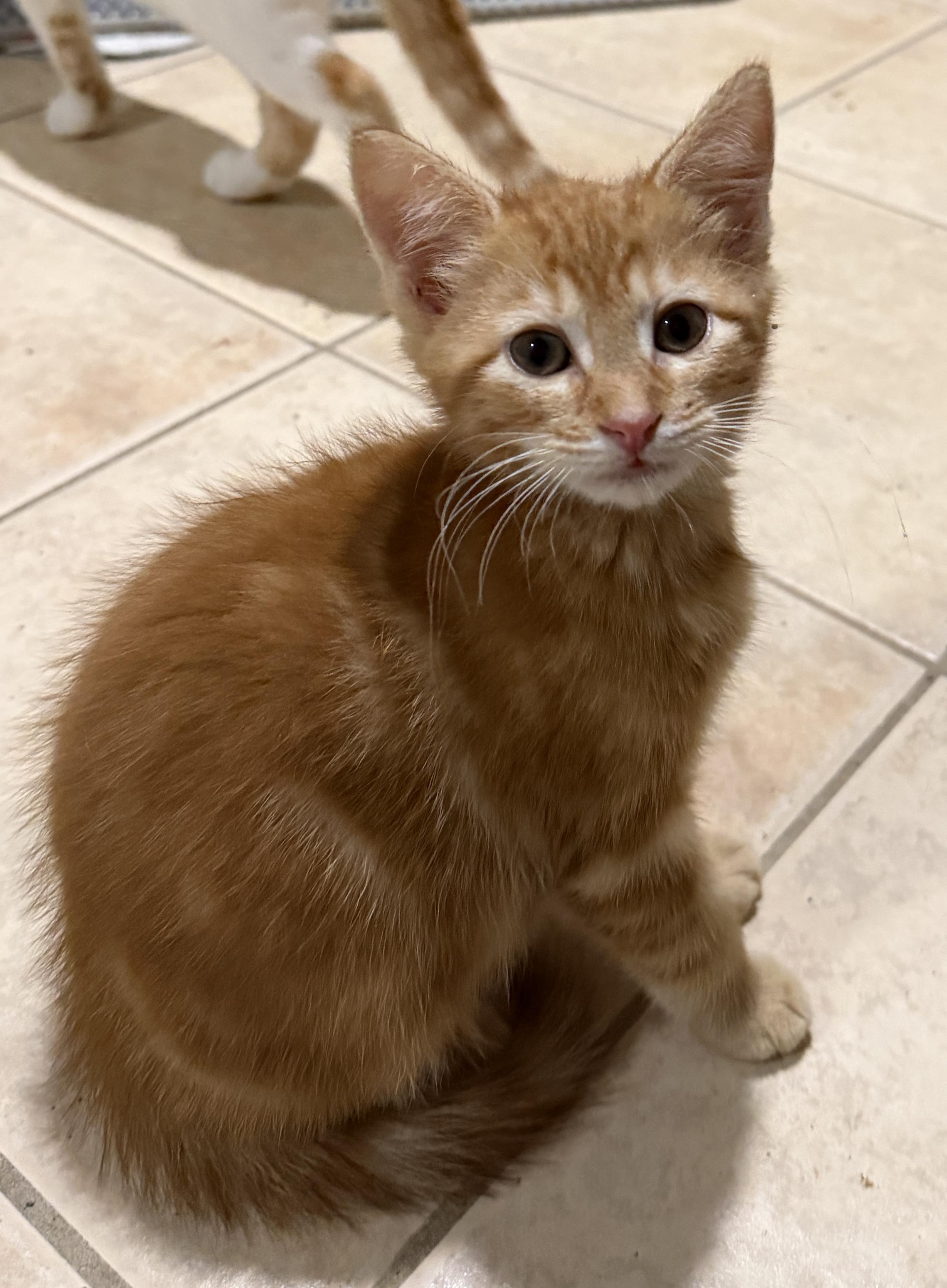 Enlarge Randy, a Adoptable Domestic Short Hair in East Hanover, NJ image 1/2