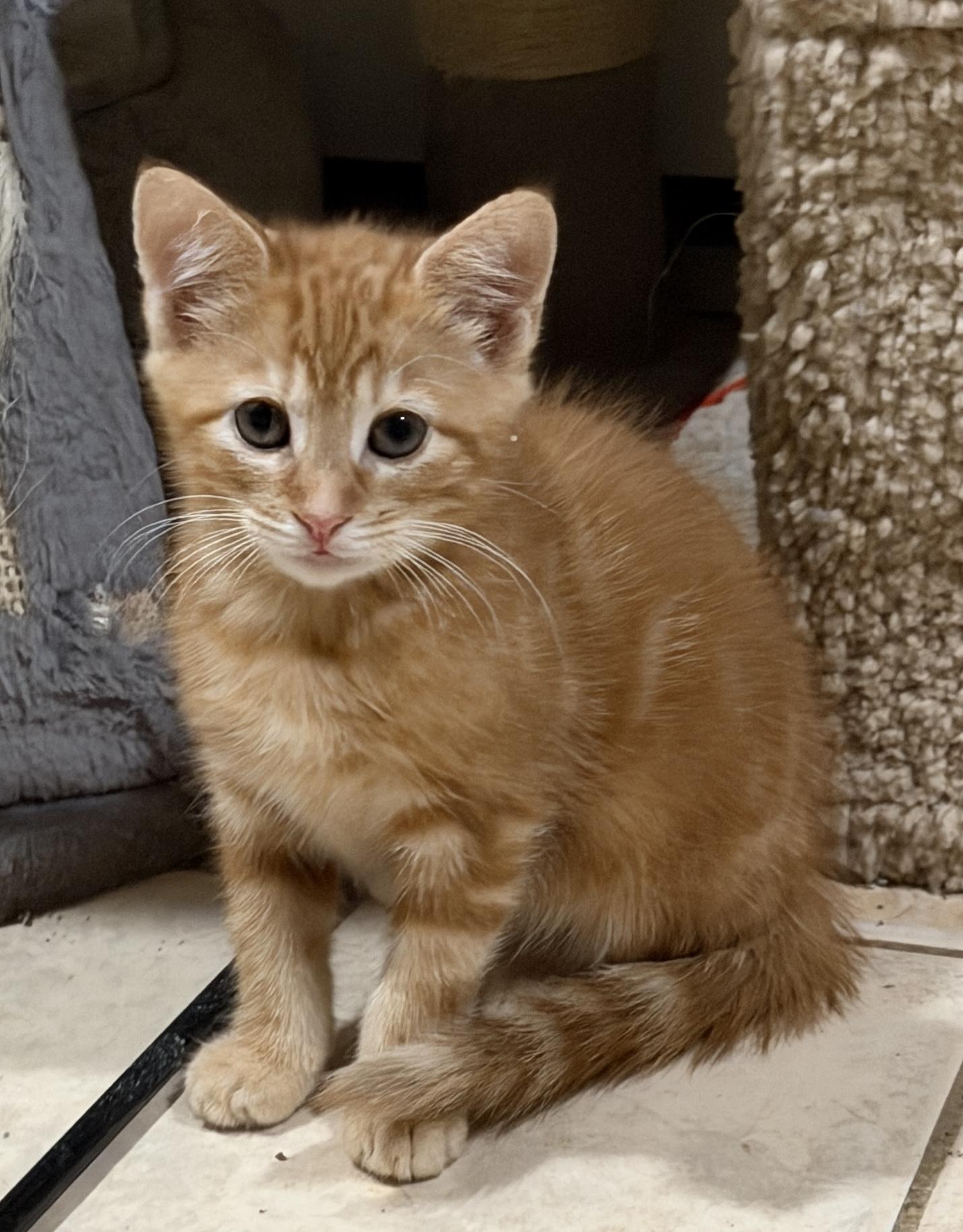 Enlarge Randy, a Adoptable Domestic Short Hair in East Hanover, NJ image 2/2