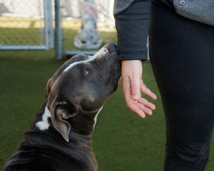Enlarge Chief, a Adoptable mixed breed in Fishers, IN image 1/3