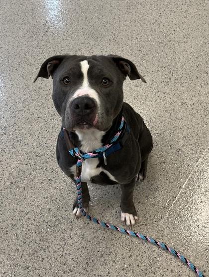 Chief, Adoptable, Adult Male Pit Bull Terrier & Mixed Breed.