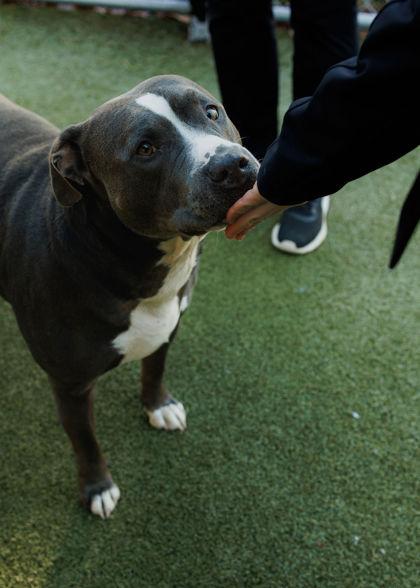 Enlarge Chief, a Adoptable mixed breed in Fishers, IN image 1/5