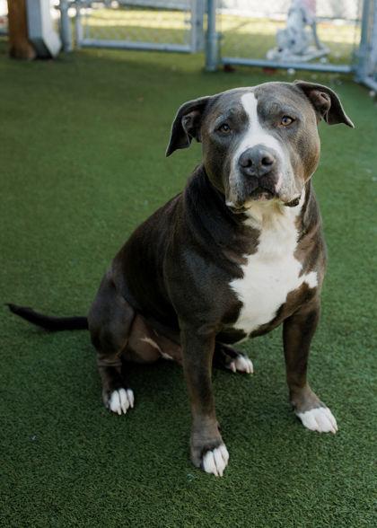 Enlarge Chief, a Adoptable mixed breed in Fishers, IN image 2/3