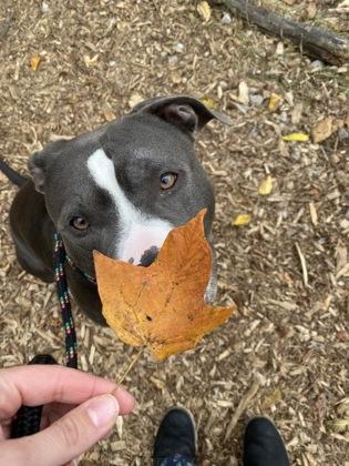 Chief, a Adoptable mixed breed in Fishers, IN image 2/3