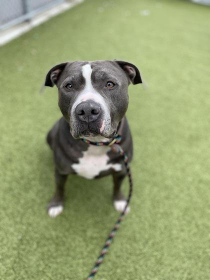 Chief, a Adoptable mixed breed in Fishers, IN image 3/3