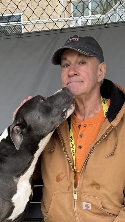 Enlarge Chief, a Adoptable mixed breed in Fishers, IN image 2/5