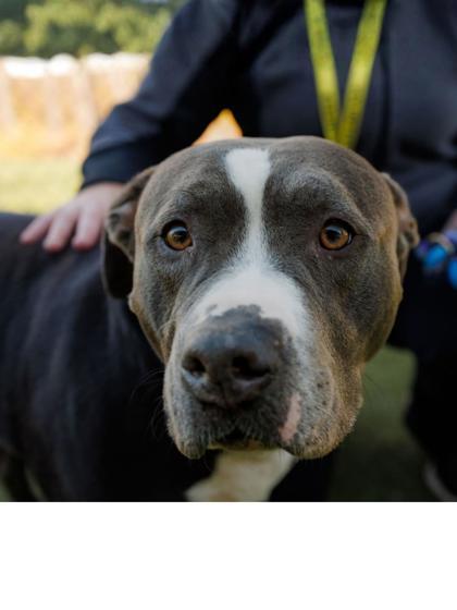 Enlarge Chief, a Adoptable mixed breed in Fishers, IN image 3/3