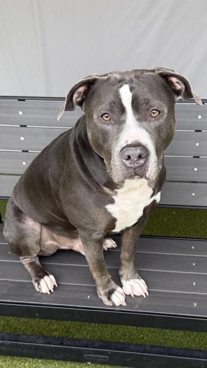 Enlarge Chief, a Adoptable mixed breed in Fishers, IN image 4/5