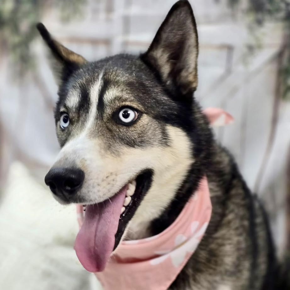 Enlarge Bernie, a ADOPTABLE Husky in Effingham, IL image 5/6