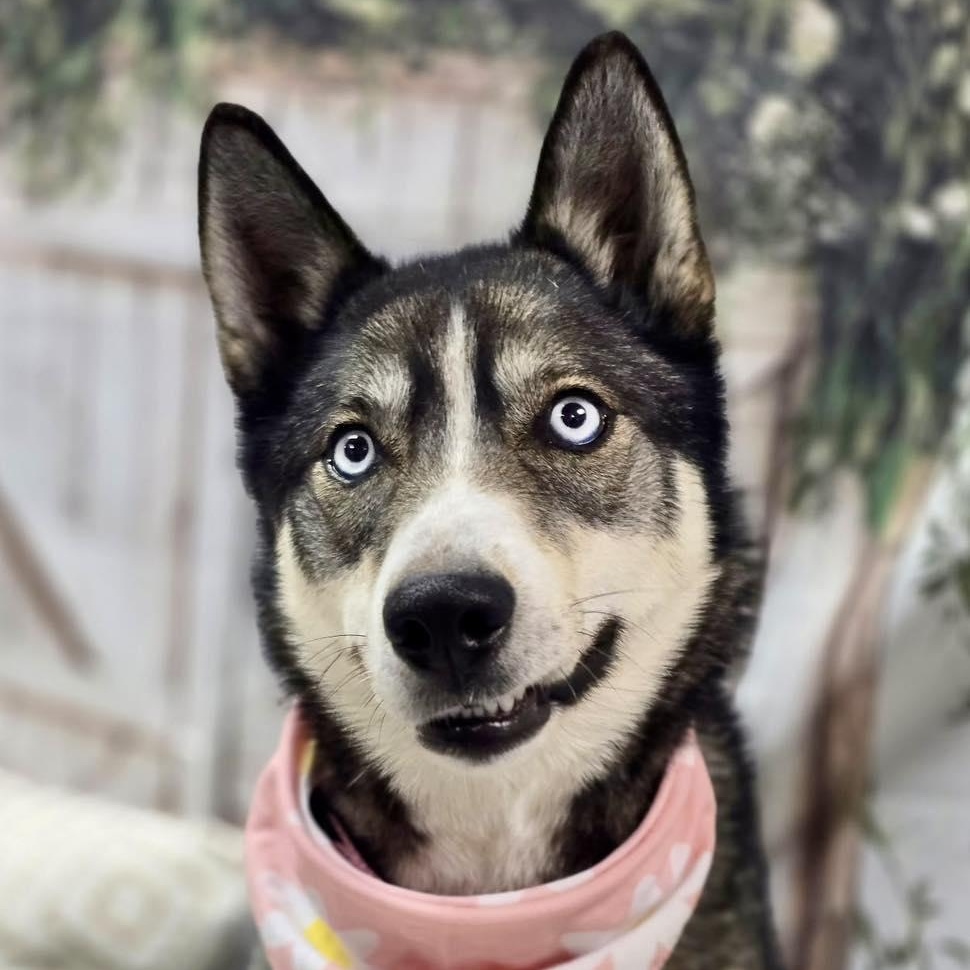 Enlarge Bernie, a ADOPTABLE Husky in Effingham, IL image 4/6