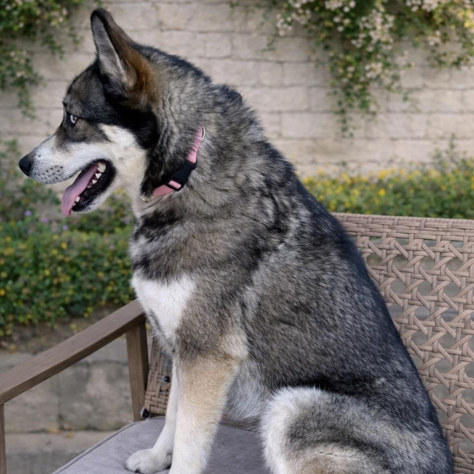 Enlarge Bernie, a ADOPTABLE Husky in Effingham, IL image 6/6