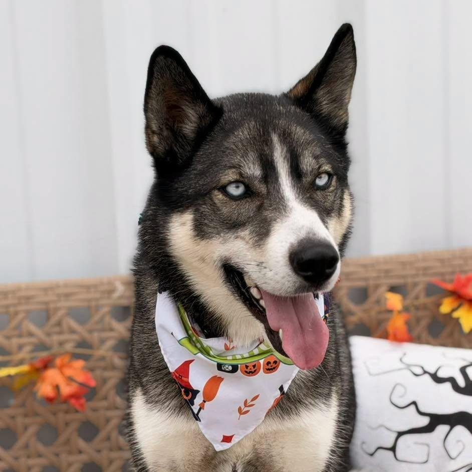 Bernie, Adoptable, Adult Female Husky.