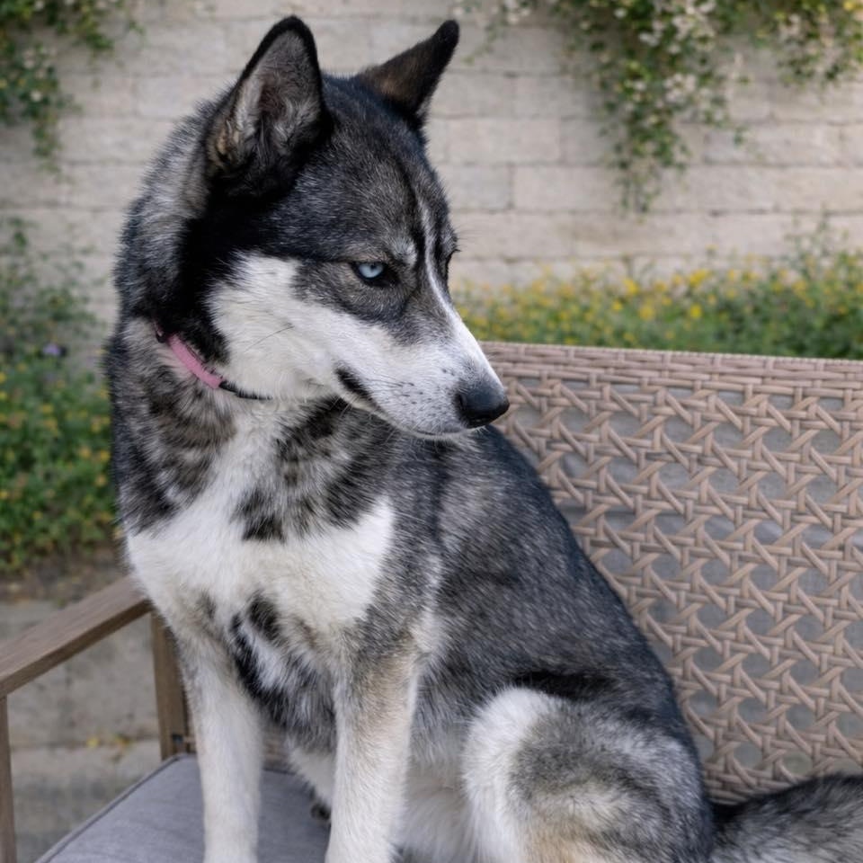 Enlarge Bernie, a ADOPTABLE Husky in Effingham, IL image 3/6