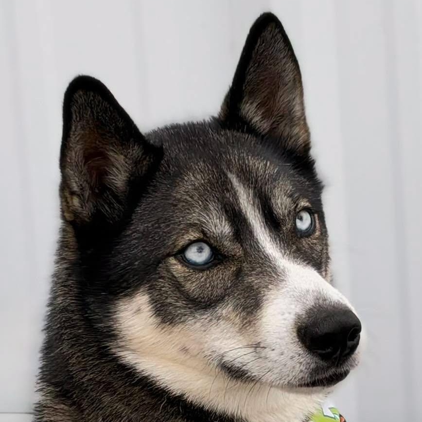 Enlarge Bernie, a Adoptable Husky in Effingham, IL image 2/6
