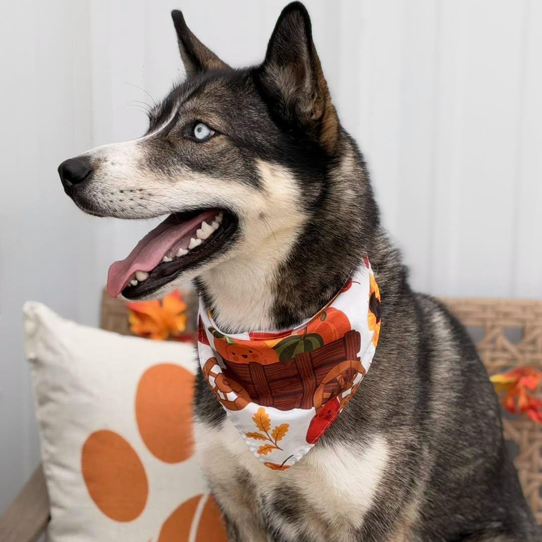 Enlarge Bernie, a Adoptable Husky in Effingham, IL image 3/6