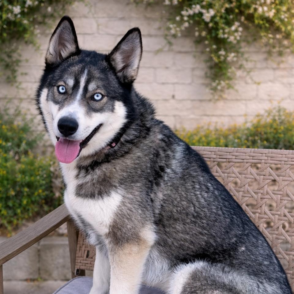 Enlarge Bernie, a ADOPTABLE Husky in Effingham, IL image 2/6