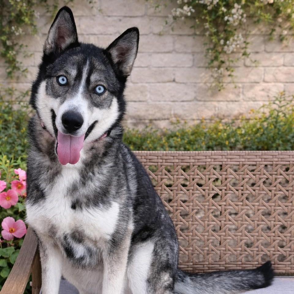 Bernie, ADOPTABLE, Adult Female Husky.