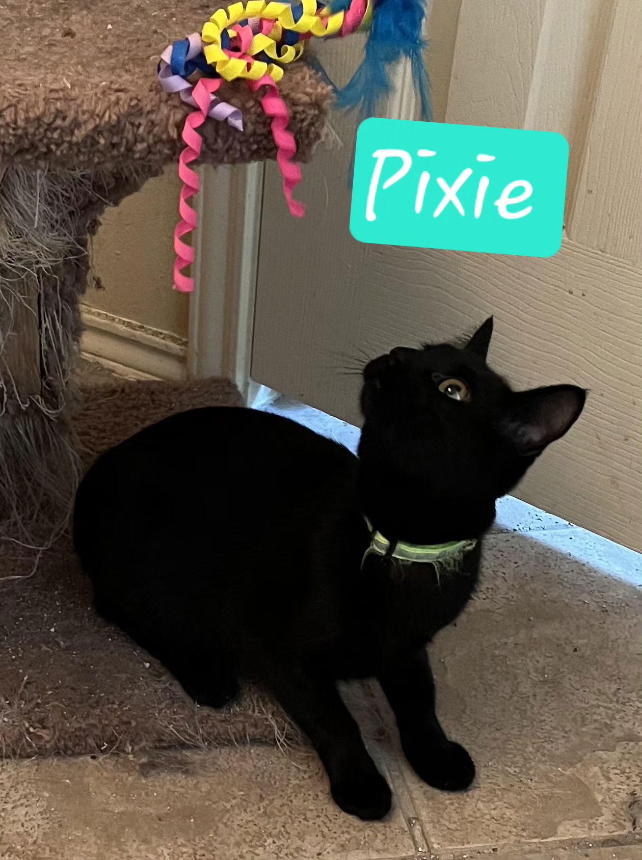 Pixie, a Adoptable Domestic Short Hair in Cypress, TX image 1/3