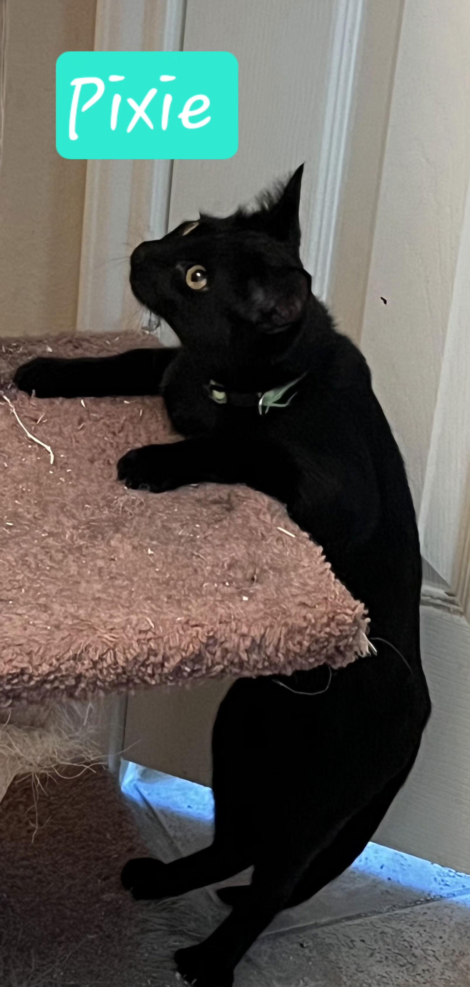 Pixie, a Adoptable Domestic Short Hair in Cypress, TX image 2/3