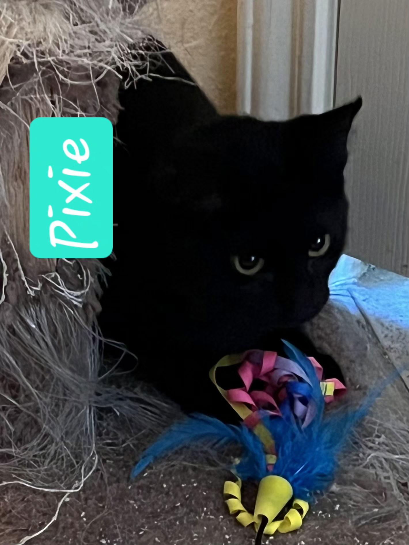 Pixie, a Adoptable Domestic Short Hair in Cypress, TX image 3/3