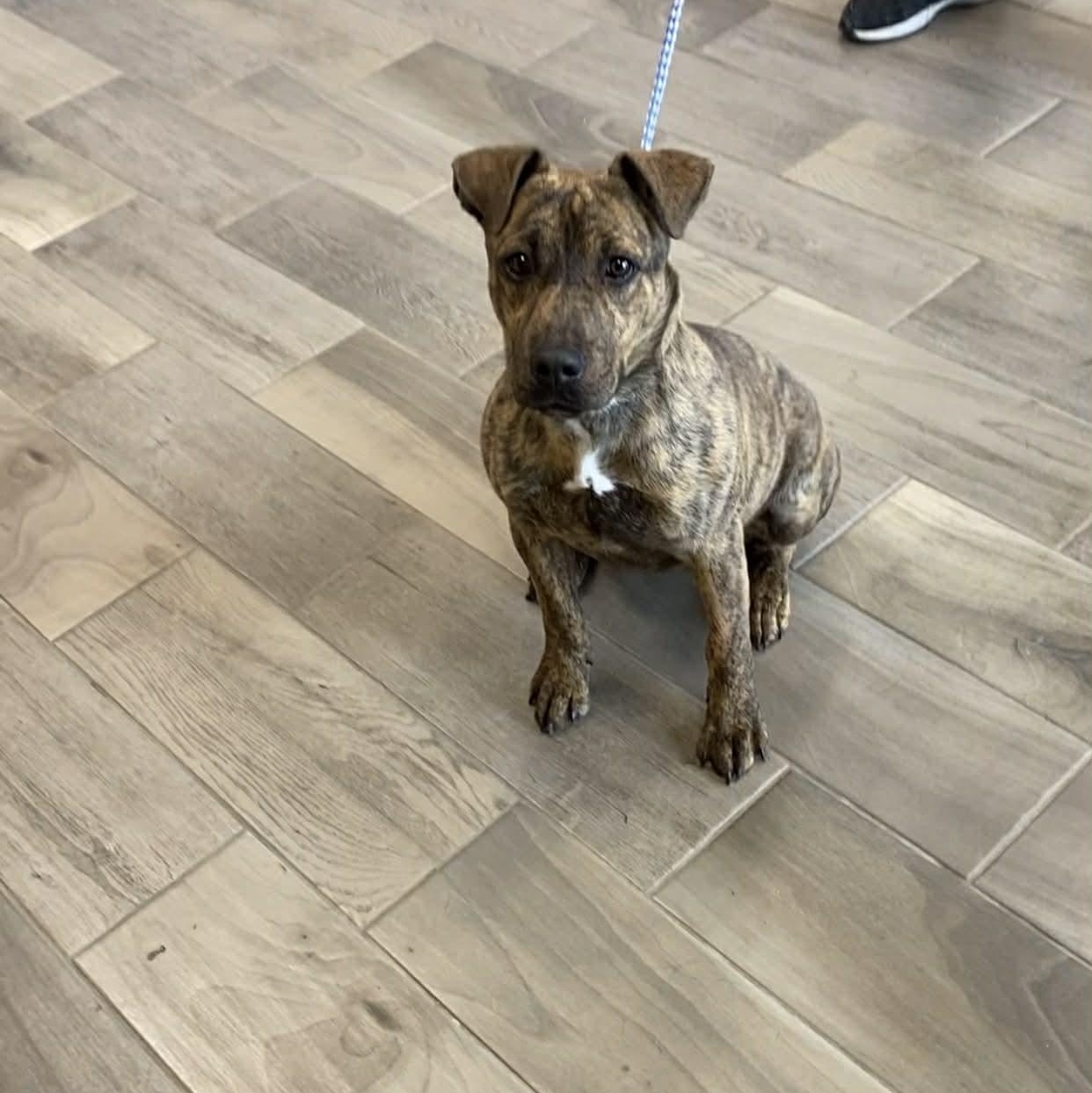 Enlarge Bruno, an adopted mixed breed in Nevada, MO image 1/1